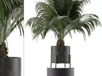 House Plant 31 3D model