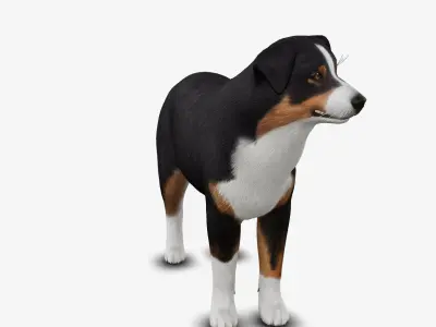 dog AustralianShepherd Low-poly 3D model