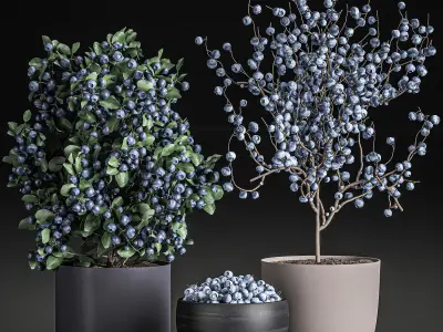 Decorative blueberry tree in Pots for the interior 547 3D model