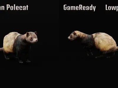 European Polecat  Low-poly 3D model