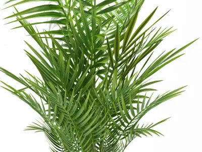 palm plant 144 3D model