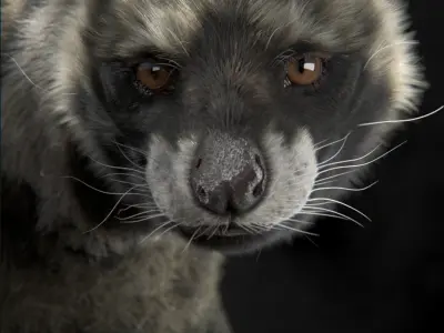 African Civet    Civettictis civetta 3D model