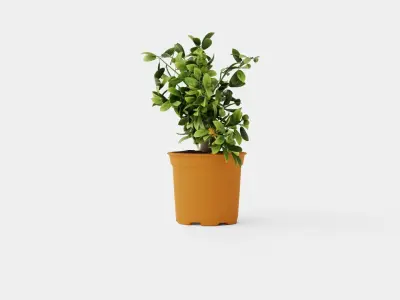 Citrus Calamondin Low-poly 3D model