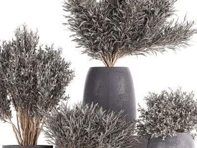 Olive trees in a black flowerpots 812 3D model