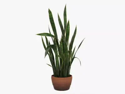 Snake plant Dracaena trifasciata 03 3D model