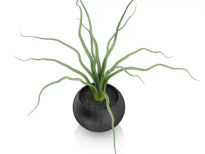 Plant in Black Wooden Pot 3D model