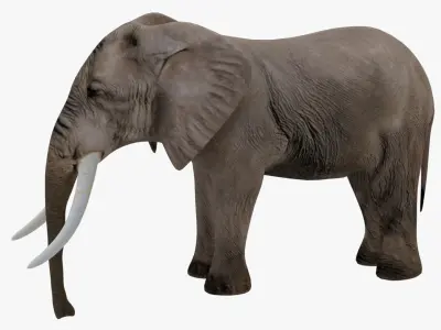 Elephant Rigged Low-poly 3D model get