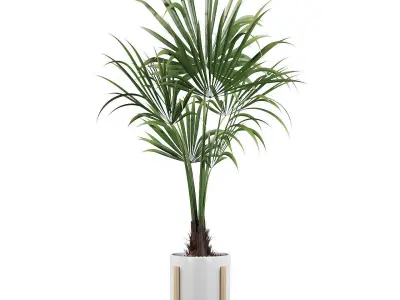 Washingtonia filifera palm 3D model