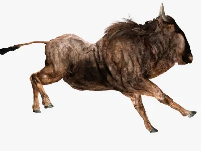 Wildebeest - with LOD and Animation Low-poly 3D model