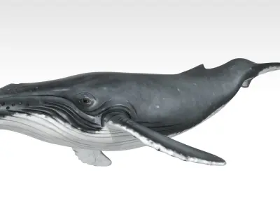 Humpback Whale Low-poly 3D model 3