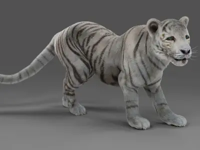 Fur White Tiger Panther Rigged in Blender  Low-poly 3D model