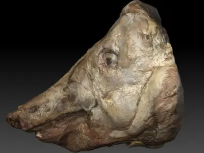 Skinned Pigs Head High Detail Scan With Texture 3D model 3D model