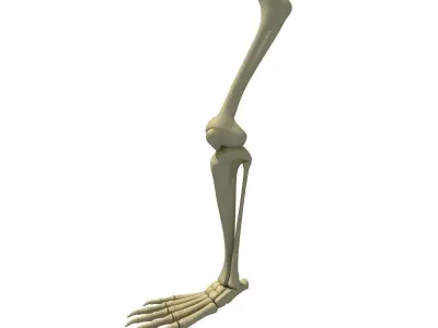 Animal Feet Leg Skeleton  3D model