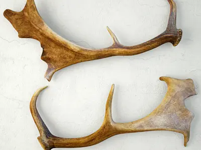 Naturally Shed Fallow Deer Antlers 3D model