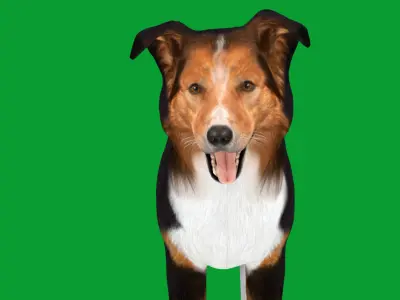 Male Collie Dog Low-poly 3D model