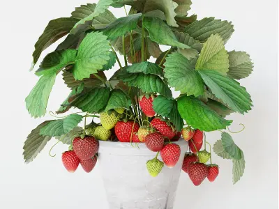 Strawberry in pot 3D model