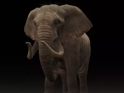 Elephant Animated Rigged 3D Model Low-poly 3D model