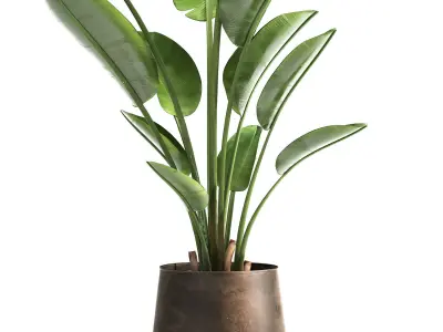 Ravenala palm in a rust pot for the interior 963 3D model