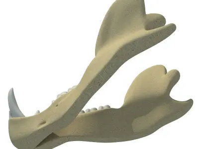 Bear Jaw Skull 3D model