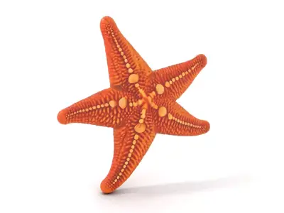 Orange Starfish Marine model pack Low-poly 3D model