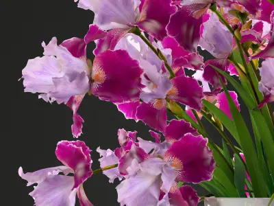 Flower bouquet of iris 3D model