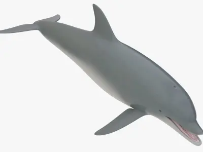 4K Textures Dolphin No Rigging Low-poly 3D model