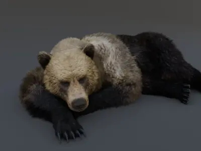 Grizzly Bear 3D model