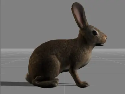 rabbit v1 animal Low-poly 3D model