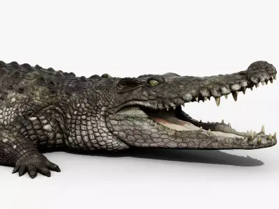 Crocodile 2024 3D model