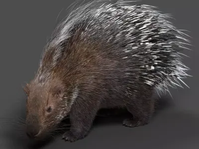 Porcupine Animation - VFX Grace 3D model