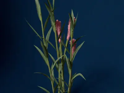 XfrogPlants Ginger 3D model