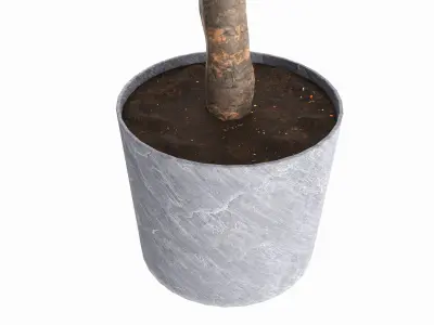 Artificial Ficus Plant in Pot 3D model