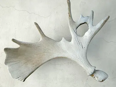 Naturally-Shed Moose Antlers 3D model