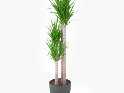 Yucca Elephantipes Potted Plant - Palm Tree 3D model