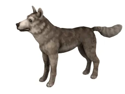 wolf  rig  high-poly  textured 3D model