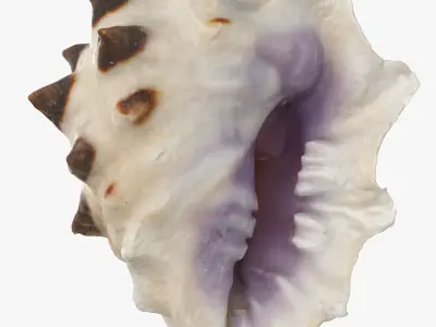 Drupa Morum Sea Shell Low-poly 3D model