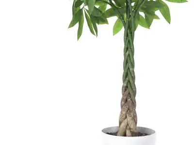 Plant Money Tree - Pachira Aquatica braid style  3D model