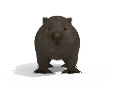 Wombat Marsupial Australian Animal 3D model