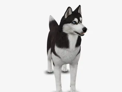 Dog Siberian Husky Low-poly 3D model