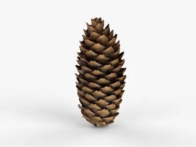 Photorealistic 3D scan of pine conifer cone Low-poly 3D model
