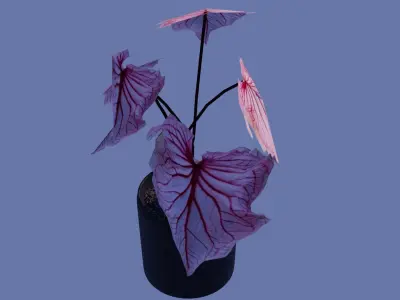 Pink Monstera Plant  Low-poly 3D model