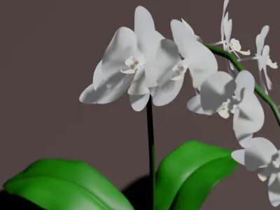 Orchid 3d flower 3D model