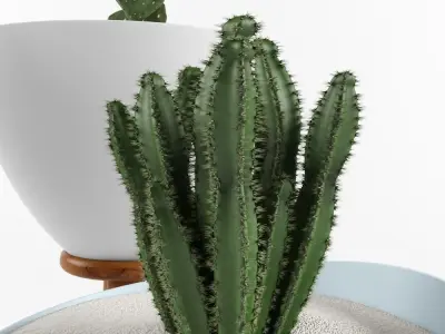 Cactus Set for decorating Your interiors 3D model