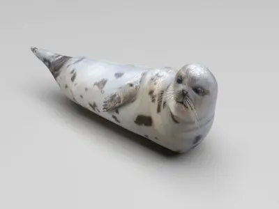 Sea Lion 3D model