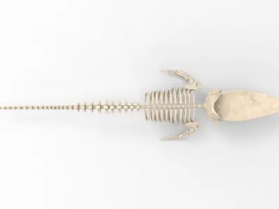 Sperm Whale Skeleton 3D Model 3D model