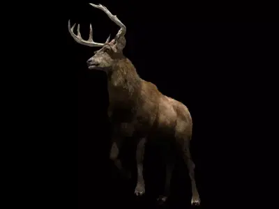 Deer fur rigged 3D model 3D model