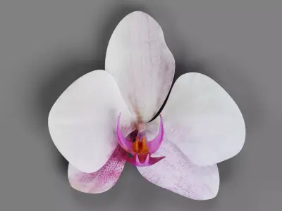 Phalaenopsis Orchid Bloom 3D model