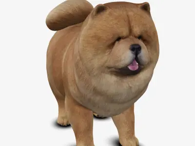 dog chow chow Low-poly 3D model