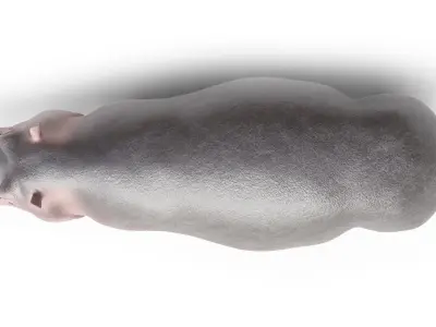 Hippopotamus Animal Rigged Low-poly 3D model