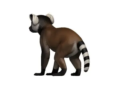 Lemur Low-poly 3D model